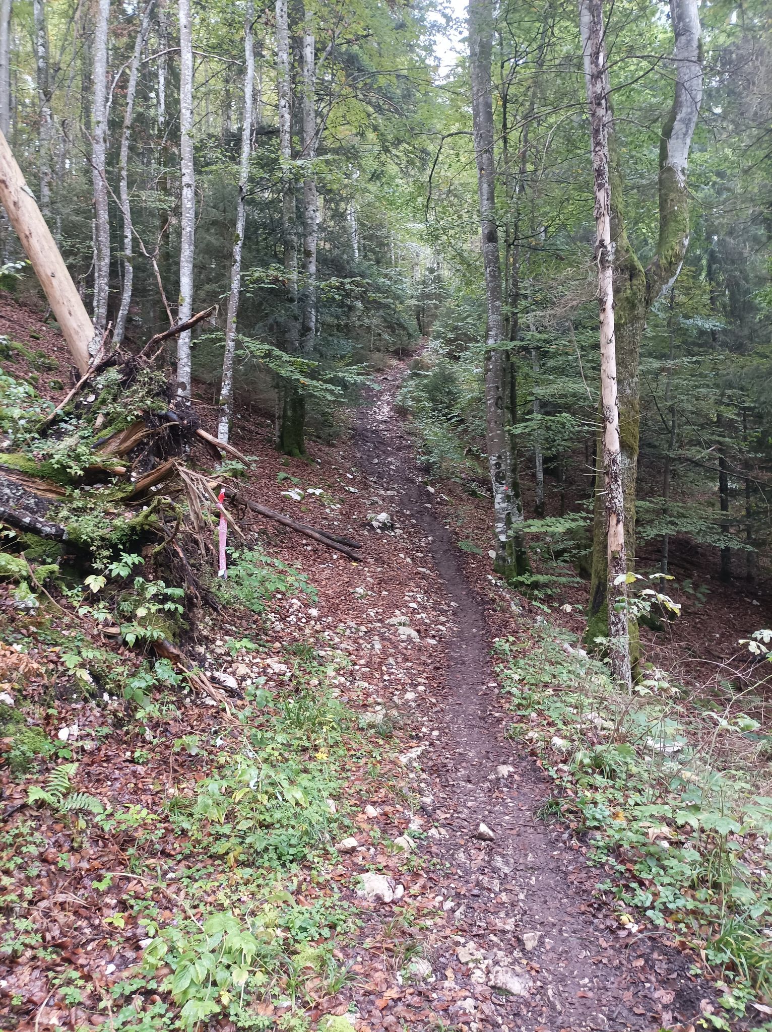 paysagejura2